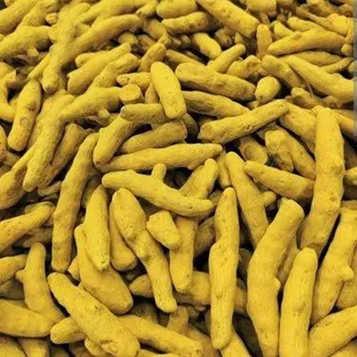 HALDI / हल्दी