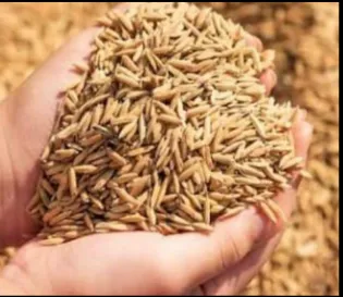 BHAT / आख़ा भात