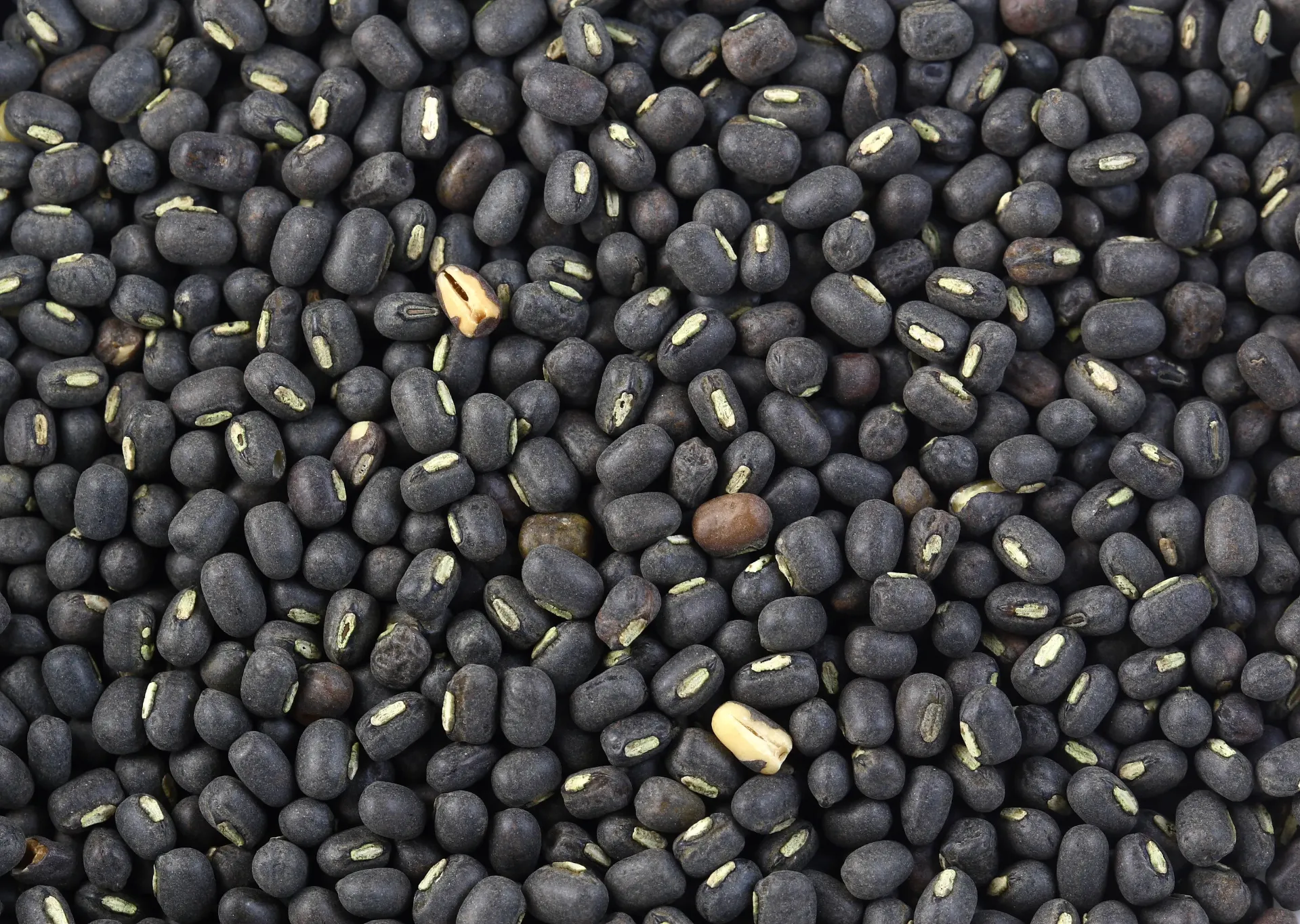 URAD / उड़द