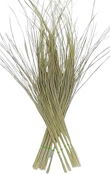 DARBH BIG / दर्भ बड़ा