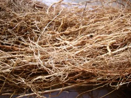 SUGANDH VALA / सुगंध वाला