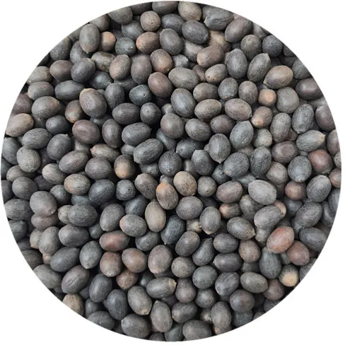 KAMALGATTA (PABDI) / पबडी