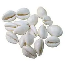 WHITE KODI / सफेद कोडी (100 G)